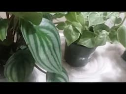 How to Properly Bottom-Water 5 Peperomia Varieties to Keep Them Hydrated and Healthy