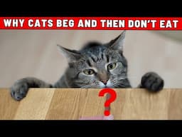 Why Cats Beg for Food But Don't Eat It