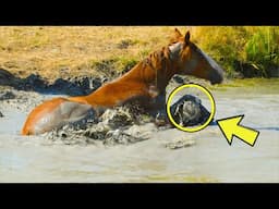 Horse Tries To Save Something – When People See What It Is, They Turn Pale!