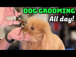 Wed. 2/5/25 Dog Grooming All Day! 18 year old Poodle mix, 3 Shih Tzu's, 4 Poodles, Havanese.