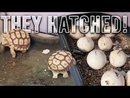 My baby tortoises have officially hatched!! (LIVE EGGS)