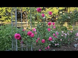 Stunning 2024 Rose Blooms in My Garden 🌹