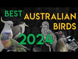 Best Australian Birds of 2024