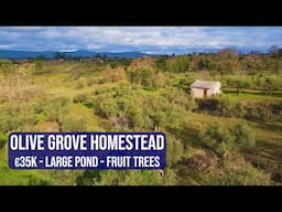 OLIVE GROVE HOMESTEAD, LARGE POND, CHEAP FARM IN CENTRAL PORTUGAL - HOMESTEAD FOR SALE, FUNDAO