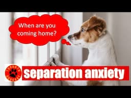 Separation Anxiety Podcast - What is Separation Anxiety, How to Prevent It, and GET RID of IT!