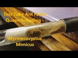 Test Tube Ant Farm Queen Founding - Myrmecocystus Mimicus (honey pot)