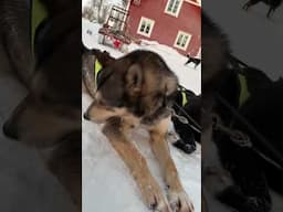 Husky dog sledding in Swedish Lapland 🇸🇪❄️ #shorts #lapland #travel #winterwonderland