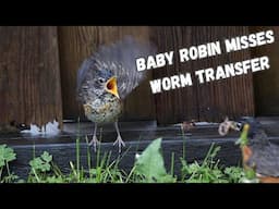 Robin Misses the Worm, Mama Killdeer Confronts Prairie Dog and more! | Wetlands Compilation Part 4