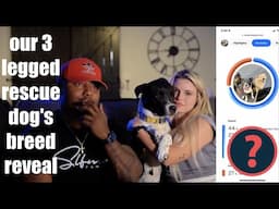 TESTING OUR 3 LEGGED RESCUE DOG'S DNA | katy & major