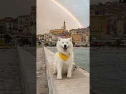 My dog travels to France 🇫🇷😍 #thanksyoutoo #dog #travel #samoyed