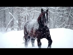 Beautiful Relaxing Soothing Music, Peaceful  Music, "Wild Winter Horses" by Tim Janis