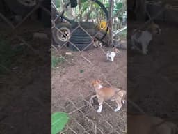 ¡Lindos Perritos! Rufo y Terri en el Salvador. compartan y suscribanse