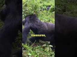 GIANT MOUNTAIN GORILLAS