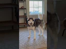 Goofy Siberian Husky CAUGHT Being Crazy!!!