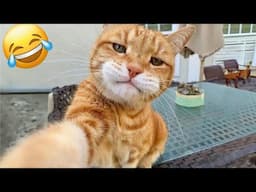 Funny Cats And Dogs Videos 2024 🤣 Best Funniest Animal Videos 🐶😻 PART 32