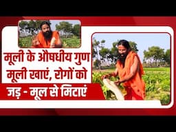 मूली (Radish) के औषधीय गुण, मूली खाएं, रोगों (Disease) को जड़ - मूल से मिटाएं || Swami Ramdev