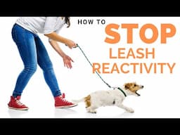 How to Stop Your Dog's Leash Reactivity