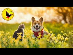 Best Animals Funny Videos 2024 😆 | Funny and Cute Cats🐈 and Dogs 🐕 Videos 2 🐒