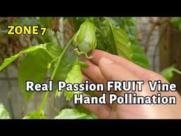 The REAL passion fruit vine. zone 7 in the ground. How to hand pollinate passion fruit flower.