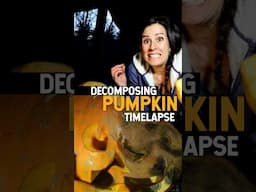 Pumpkin Decomposing Timelapse- try this with your #halloween #pumpkin