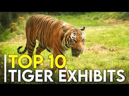 Top 10 Best Tiger Exhibits (I've Seen)