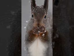 Red squirrel in the snow in Swedish Lapland ❄️😍 #shorts #wildlife #cuteanimals #naturephotography