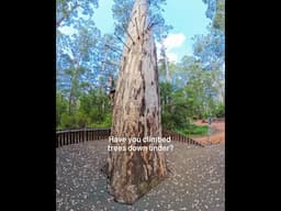 Climb to new heights at the iconic Bicentennial Tree! 🌳✨ 📍 Near #Pemberton in #WAtheDreamState