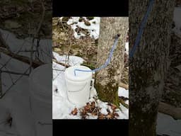 Day 2 of Maple Tapping Season: COLLECTING SAP!   #maplesyrup #mapletapping #homestead #country