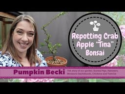 Bonsai Repotting Season - Crab Apple Tina