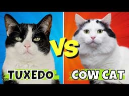 Tuxedo vs. Cow Cats: Key Differences You'll Love to Learn!