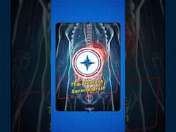 Your Stomach Has a SECOND BRAIN?! 🧠🤯 #secondbrain Function! #healthtips #sciencefacts