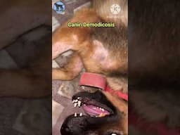 Canin Demodicosis | symptoms of canin demodicosis in dogs #youtubeshorts #germanshepherd