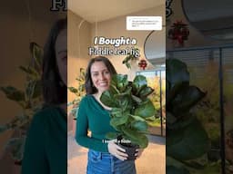 Buying a fiddle leaf fig because I long for chaos in my plant collection #fiddleleaffig #plantcare