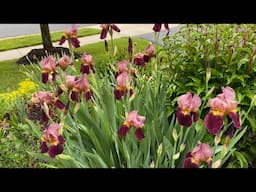 Spring Garden Blooms|German Iris|Bearded Iris|Indian Chief Iris|Spring Flowers