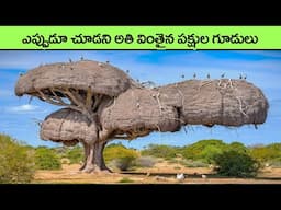 Incredible Ways Birds Builds their House | how to build a bird house | facts in telugu | animals