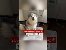 Siberian Husky 🦮 को AC में रखना जरूरी है क्या❓