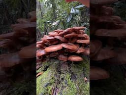 Honey Mushrooms (Armillaria): Bad & Good Comparison