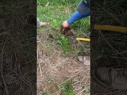 Look! We found rogue carrots! #homesteading #carrot #farming #farmtotable #roots #organic