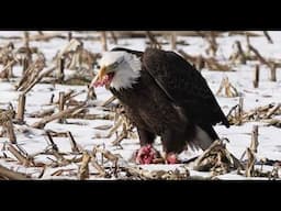 Bald Eagle eating Opossum