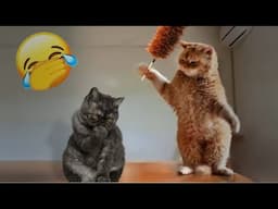 Funniest Cats and Dogs ❤️🤣 Best Funny Catss 2024 🐶😍