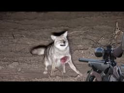 Coyote hunting and its danger to farmers and humans