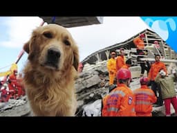 These Hero Dogs Save Lives