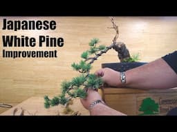 Evergreen Bonsai Improvement - Japanese White Pine  - Greenwood Bonsai