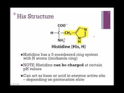 Hydrophilic Amino Acids