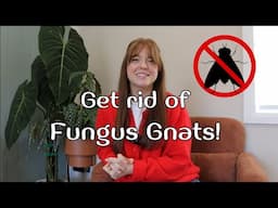 How to prevent fungus gnats! Easy solution and long term results!