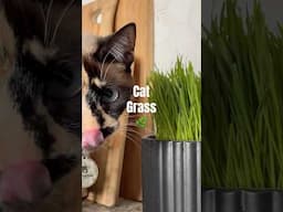 Feed grass to your cat NOW!!!