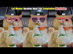 Cat Memes Vacation Road Trip Compilation 30 minutes