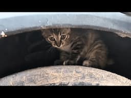 A helpless kitten trembled beneath the car wheel, searching desperately for her mother