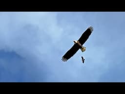 Soaring Eagles, Hawks and Crows – Dungeness Levee Walk with Skye