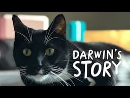 Darwin's evolution | Battersea Stories